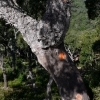 Quercus suber -- Korkeiche